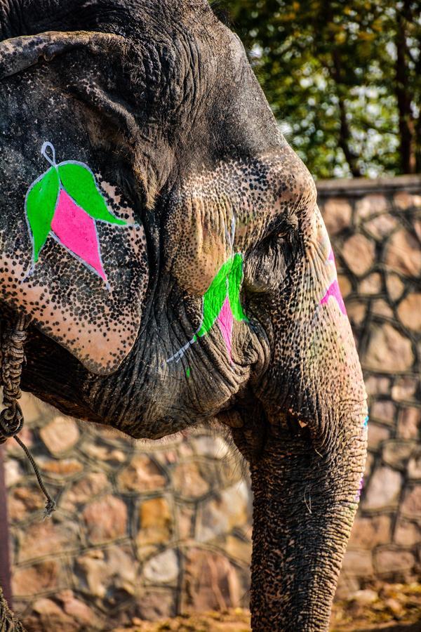 Hathi Mauja Jaipur Luaran gambar